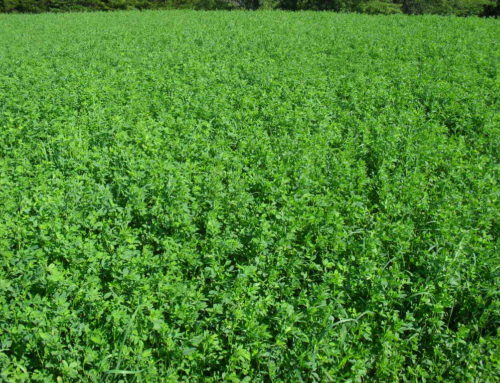 Producers use gypsum’s sulfur for high yield and quality in alfalfa and corn